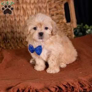 Storm, Teddy Bear Puppy